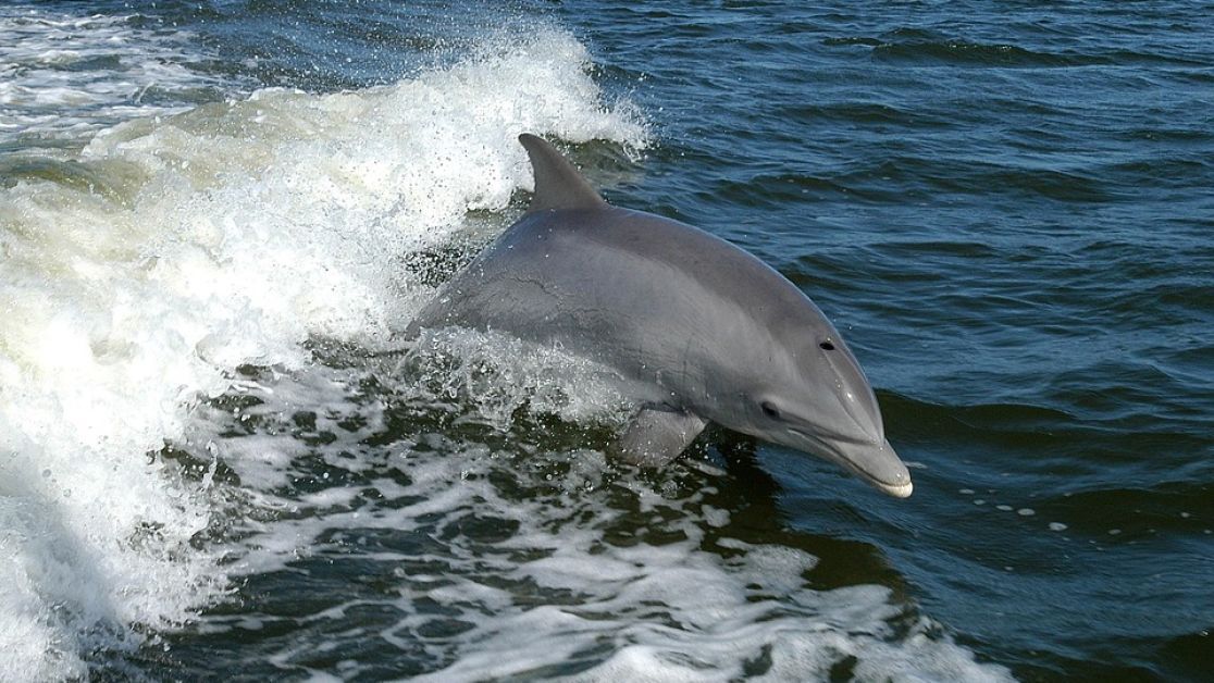 Росія перекинула "бойових дельфінів" у кримську бухту Донузлав
